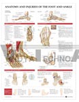 Anatomy and Injuries of the Foot and Ankle Anatomical Chart